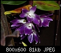 Dendrobium victoria regina-dendrobium-victoria-regina.jpg