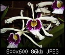 Laelia purpurata atropurpureum X 2-laelia-purpurata-atropurpureum-2.jpg