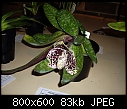 Paphiopedilum bellatulum X 2-paphiopedilum-bellatulum-1.jpg