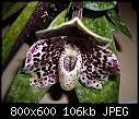 Paphiopedilum bellatulum X 2-paphiopedilum-bellatulum-3.jpg