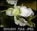 Zygostates grandiflora X 2-zygostates-grandiflora-3.jpg