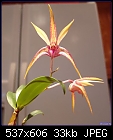 Dendrobium Unknown species?-den-unkharoldkooperwitz-586-04236.jpg