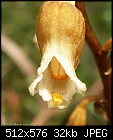 Summer Orchids : Gastrodia procera-gastrodia_procera_sherbrooke061209-4507.jpg