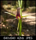Summer Orchids : Cryptostylis leptochila-cryptostylis_leptochila_doongalla061217-5345.jpg