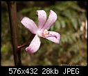 Summer Orchids : Dipodium roseum-dipodium_roseum_doongalla061217-5305.jpg
