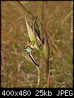 Summer Orchids : Orthoceras strictum 2-robber_fly_langwarrin061216-4814.jpg