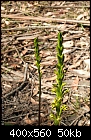 Summer Orchids : (new) Prasophyllum flavum 1/3-prasophyllum_flavum_sherbrooke061216-5243.jpg
