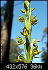 Summer Orchids : (new) Prasophyllum flavum 2/3-prasophyllum_flavum_sherbrooke061216-5181.jpg