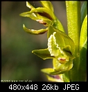 Summer Orchids : (new) Prasophyllum flavum 3/3-prasophyllum_flavum_sherbrooke061216-4696.jpg