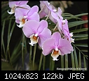 Test of Orchid Pix [2/2] - &quot;IMG_3323.jpg&quot; yEnc-img_3323.jpg