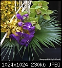 Test of Orchid Pix [1/2] - &quot;IMG_3120.jpg&quot; yEnc-img_3120.jpg