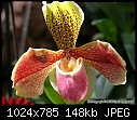 Test of Orchid Pix [2/2] - &quot;IMG_2945.jpg&quot; yEnc-img_2945.jpg