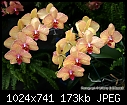 Test of Orchid Pix - &quot;IMG_29211.jpg&quot; yEnc-img_29211.jpg