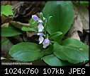 Test of Orchid Pix [1/2] - &quot;IMG_5179.JPG&quot; yEnc-img_5179.jpg