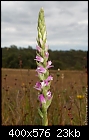 Click image for larger version

Name:	Spiranthes_australis_Cardinia061224-6935.jpg
Views:	423
Size:	23.5 KB
ID:	3725