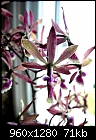 Encyclia mooreana X 2-enc_summer_perfume_imgp2065.jpg