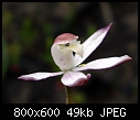 Caladenia gracilis X 2-caladenia-gracilis-4.jpg