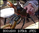 Click image for larger version

Name:	Glenelg Rv. Crayfish 3.jpg
Views:	1443
Size:	104.9 KB
ID:	3768