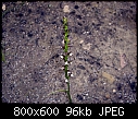 Prasophyllum brevilabre X 2-prasophyllum-brevilabre-1.jpg