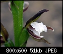 Prasophyllum brevilabre X 2-prasophyllum-brevilabre-3.jpg