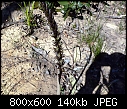 Prasophyllum elatum X 3-prasophyllum-elatum-4.jpg