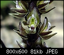 Prasophyllum elatum X 3-prasophyllum-elatum-8.jpg