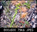 Prasophyllum sp aff pyriforme Pomonal X 2-prasophyllum-sp-aff-pyriforme-pomonal-1.jpg