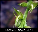 Prasophyllum sp aff pyriforme Pomonal X 2-prasophyllum-sp-aff-pyriforme-pomonal-3.jpg