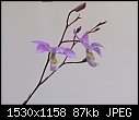 Barkeria dorothea-barkeria-dorothea-1607a100-00092.jpg
