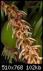 Bulbophyllum aff. morphologorum - nice multi-floral bulbo-bulbophyllum-aff-morphologorum.jpg
