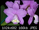 Cattleya loddigesii - lovely silky-smooth purple bifoliate cattleya-cattleya-loddigesii.jpg