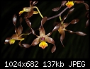 Dendrobium johannis - lovely rich brown antelope dendrobium-dendrobium-johannis.jpg