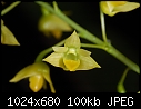 Dendrobium monophyllum - cute small yellow dendrobium-dendrobium-monophyllum.jpg