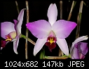 Click image for larger version

Name:	Laelia anceps.jpg
Views:	584
Size:	146.5 KB
ID:	3812