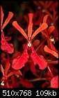 Renanthera philippinensis - lovely rich red-renanthera-philippinensis.jpg