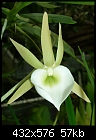 Now for some orchids - Angraecum birrimense-angraecum-birrimense.jpg