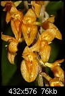 Bulbophyllum cupreum-bulbophyllum-cupreum.jpg