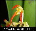 Bulbophyllum flammuliferum-bulbophyllum-flammuliferum.jpg