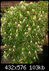 Bulbophyllum vaginatum-bulbophyllum-vaginatum.jpg