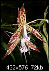 Click image for larger version

Name:	Epidendrum criniferum.jpg
Views:	661
Size:	71.7 KB
ID:	3841