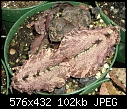 Oeceoclades spathulifera-oeceoclades-spathulifera-foliage.jpg