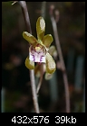 Oeceoclades spathulifera-oeceoclades-spathulifera-flower.jpg