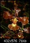 Click image for larger version

Name:	Oncidium forbesii.jpg
Views:	546
Size:	71.3 KB
ID:	3869