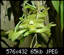Click image for larger version

Name:	Dendrobium ionopus.jpg
Views:	461
Size:	64.5 KB
ID:	3870