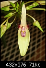 Click image for larger version

Name:	Bulbophyllum blepharistes 2.jpg
Views:	652
Size:	70.9 KB
ID:	3871