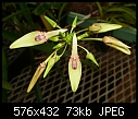 Click image for larger version

Name:	Bulbophyllum blepharistes 1.jpg
Views:	563
Size:	72.8 KB
ID:	3872