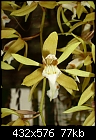 Click image for larger version

Name:	Coelogyne rochussenii 2.jpg
Views:	423
Size:	76.9 KB
ID:	3873