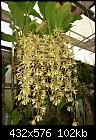 Click image for larger version

Name:	Coelogyne rochussenii 1.jpg
Views:	2768
Size:	102.5 KB
ID:	3874