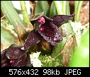 Click image for larger version

Name:	Maxillaria schunkeana.jpg
Views:	121
Size:	97.9 KB
ID:	3880