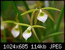 Click image for larger version

Name:	Brassavola tuberculata.jpg
Views:	924
Size:	114.4 KB
ID:	3881